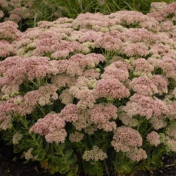 'Autumn Joy' Stonecrop 10 'Autumn Joy' Stonecrop -Flowers Sales Store de69846fdf2fa3b3d9337b8dfc0a45ae