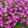 Pink Ice Plant -Flowers Sales Store delosperma cooperi ice plant 1 sw