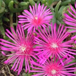 Pink Ice Plant -Flowers Sales Store delosperma cooperi ice plant 3 sw