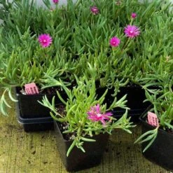 Pink Ice Plant -Flowers Sales Store delosperma cooperi ice plant 4 sw
