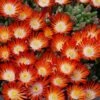 Hot Cakes® 'Pumpkin Perfection' Ice Plant -Flowers Sales Store delosperma hot cakes pumpkin perfection 2 P sw