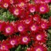 Hot Cakes® 'Saucy Strawberry' Ice Plant -Flowers Sales Store delosperma hot cakes saucy strawberry 1 P sw