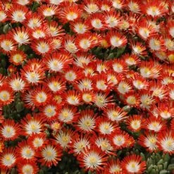 Hot Cakes® 'Tangerine Tango' Ice Plant -Flowers Sales Store delosperma hot cakes tangerine tango 1 P sw