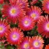 'Jewel Of Desert Garnet' Ice Plant -Flowers Sales Store delosperma jewel of desert garnet ice plant 1 sw
