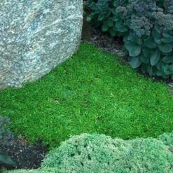 'Jewel Of Desert Garnet' Ice Plant -Flowers Sales Store delosperma jewel of desert garnet ice plant 3 sw