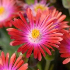 'Jewel Of Desert Garnet' Ice Plant -Flowers Sales Store delosperma jewel of desert garnet ice plant 4 sw