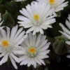 'Jewel Of Desert Moonstone' Ice Plant -Flowers Sales Store delosperma jewel of desert moonstone 2 sw