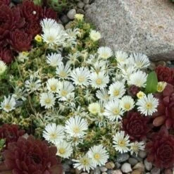 'Jewel Of Desert Moonstone' Ice Plant -Flowers Sales Store delosperma jewel of desert moonstone 3 sw