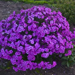 'Cloudburst' Tall Cushion Phlox 9 'Cloudburst' Tall Cushion Phlox -Flowers Sales Store df9bbd10b5a8891ac88a541b74934d87