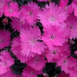Flowers Sales Store -Flowers Sales Store dianthus firewitch cheddar pinks 1 sw