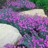 'Firewitch' Dianthus -Flowers Sales Store dianthus firewitch cheddar pinks 2 sw