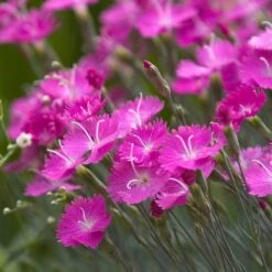 'Firewitch' Dianthus -Flowers Sales Store dianthus firewitch cheddar pinks 3 sw