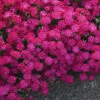'Paint The Town Red' Dianthus -Flowers Sales Store dianthus paint the town red 1