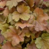 Dolce® 'Toffee Tart' Coral Bells 2 Dolce® 'Toffee Tart' Coral Bells -Flowers Sales Store dolce toffee tart coral bells 3