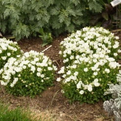 Mini Marvels™ Starbright Bellflower 8 Mini Marvels™ Starbright Bellflower -Flowers Sales Store e3db643294764818d181f5553fae1f33