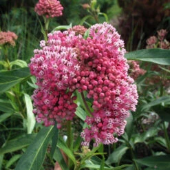 'Cinderella' Swamp Milkweed -Flowers Sales Store e875376c1fcd48a2118c85d58edb52a1