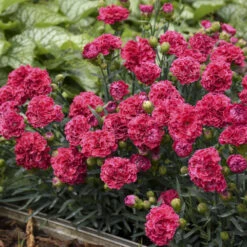 Fruit Punch® 'Raspberry Ruffles' Dianthus -Flowers Sales Store e87edf696373a284d9438c94dccc133f