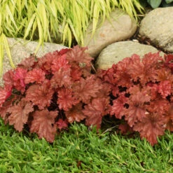 Primo® 'Peachberry Ice' Coral Bells -Flowers Sales Store e9fd68841bf7a4e057ea29358fd1d5fc