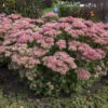 'Autumn Joy' Stonecrop -Flowers Sales Store ea047a124351d66be01a92e16e5529f9