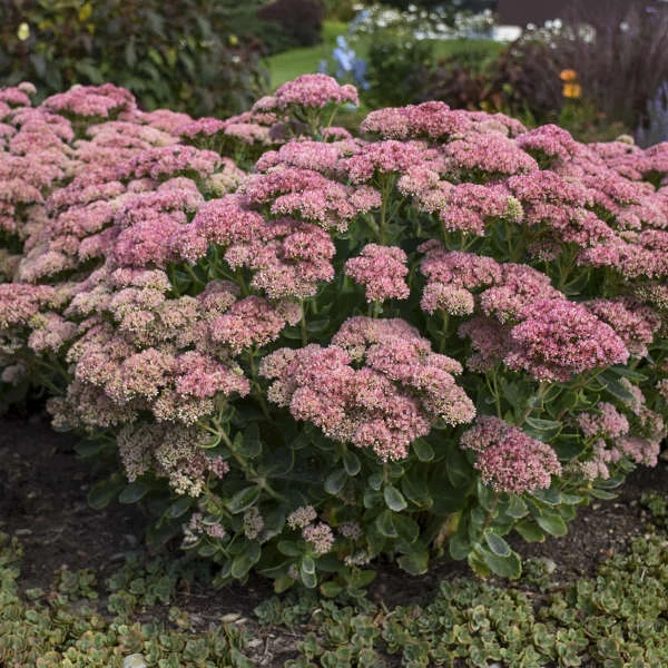 'Autumn Joy' Stonecrop 3 'Autumn Joy' Stonecrop