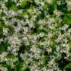 'Eastern Star' White Wood Aster -Flowers Sales Store eastern star1