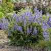 Living Large™ Big Sky Salvia -Flowers Sales Store ec648a2345c4e5273784f5d2eb832983