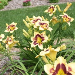 Rainbow Rhythm® 'Star Of The North' Daylily -Flowers Sales Store ec8957e4b42f31aab9743d504f4f2998