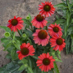 Color Coded™ 'Frankly Scarlet' Coneflower 9 Color Coded™ 'Frankly Scarlet' Coneflower -Flowers Sales Store echinacea franklyscarlet coneflower 3
