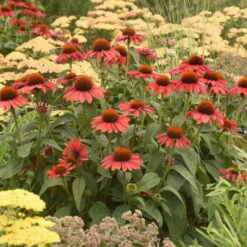 Color Coded™ 'Frankly Scarlet' Coneflower 10 Color Coded™ 'Frankly Scarlet' Coneflower -Flowers Sales Store echinacea franklyscarlet coneflower 4