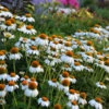 PowWow® White Coneflower -Flowers Sales Store echinacea pow wow white 1