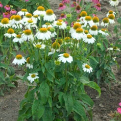 PowWow® White Coneflower -Flowers Sales Store echinacea pow wow white 3