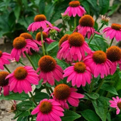 Butterfly Garden Collection -Flowers Sales Store echinacea pow wow wild berry 1 1f8d5481 f719 4b96 8a95 2f4d0993265d