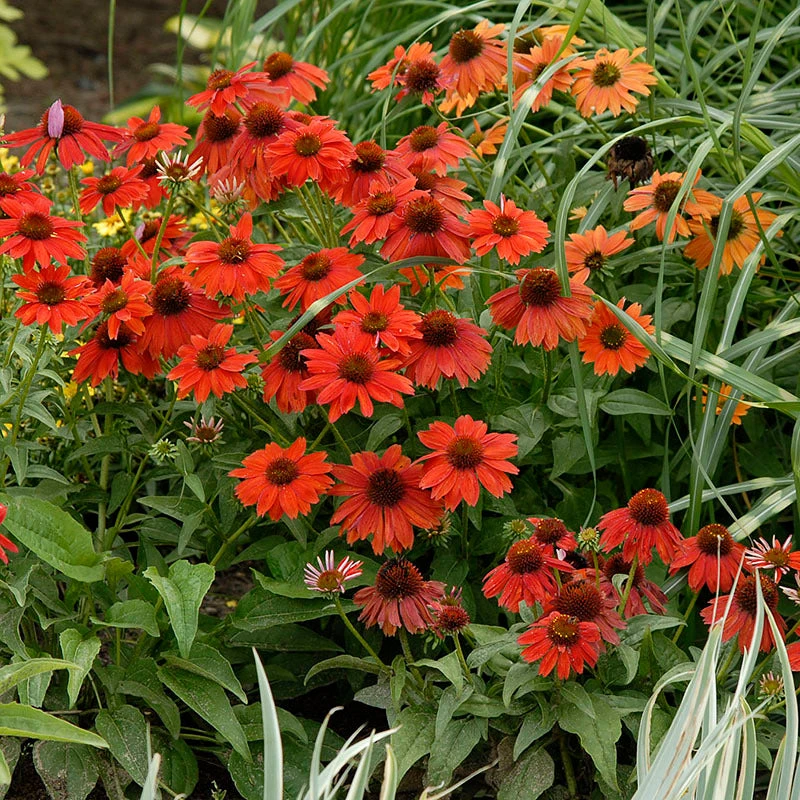 Sombrero® Salsa Red Coneflower 4 Sombrero® Salsa Red Coneflower - Image 2