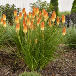 Pyromania® 'Hot And Cold' Red Hot Poker -Flowers Sales Store ed4c55cbc714b6ab19f4d2f85f951b1e
