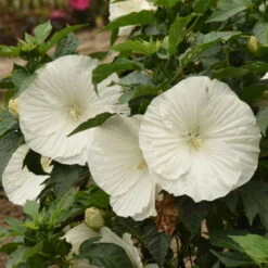 'Marshmallow Moon' Perennial Hibiscus -Flowers Sales Store ed8299824e1295ff82956d59535837a6