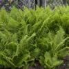 Ostrich Fern 2 Ostrich Fern -Flowers Sales Store edcabb402c38f262b74af1760e3ef7e3
