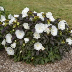 Summerific® 'Cookies And Cream' Perennial Hibiscus -Flowers Sales Store ef1859efc0a5ef319c1b78b5577cfee5