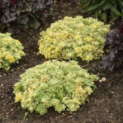 Rock 'N Low® 'Boogie Woogie' Stonecrop 10 Rock 'N Low® 'Boogie Woogie' Stonecrop -Flowers Sales Store f024e42c42e5615e78b9e1e35acfbd6a