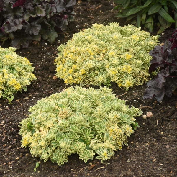 Rock 'N Low® 'Boogie Woogie' Stonecrop 5 Rock 'N Low® 'Boogie Woogie' Stonecrop - Image 3