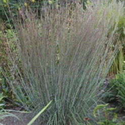 Blue Heaven® Little Bluestem