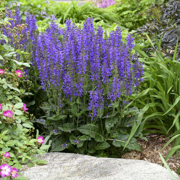 Color Spires® 'Indiglo Girl' Salvia 3 Color Spires® 'Indiglo Girl' Salvia
