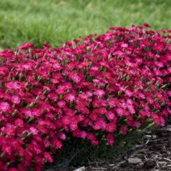 'Paint The Town Red' Dianthus -Flowers Sales Store f31612abc365d0ce0888b4d99c0daf25