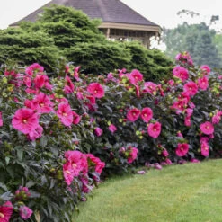 Summerific® 'Evening Rose' Perennial Hibiscus -Flowers Sales Store f6cc1b603dde715f531c36cdecf30684