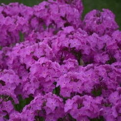 'Opening Act Ultrapink' Hybrid Phlox -Flowers Sales Store f9b7b1ce9aede9587dc8d738e9108075