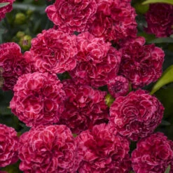 Fruit Punch® 'Raspberry Ruffles' Dianthus -Flowers Sales Store fd97f530b14e3eea63e016fcf12ade4b