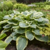 Shadowland® 'Gigantosaurus' Hosta -Flowers Sales Store fe5214574e5d6491cf417ff7dc847155