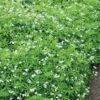 Sweet Woodruff -Flowers Sales Store galium odoratum sweet woodruff 1
