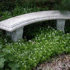 Sweet Woodruff -Flowers Sales Store galium odoratum sweet woodruff 2