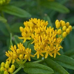 'Hello Yellow' Milkweed 8 'Hello Yellow' Milkweed -Flowers Sales Store hello yellow milkweed 2