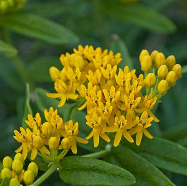 'Hello Yellow' Milkweed 5 'Hello Yellow' Milkweed - Image 3